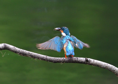 魚を・・・・　７/１５➂