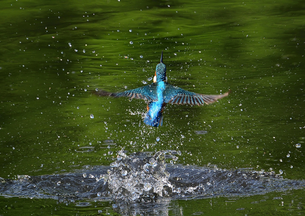 ダイブ　５/１２❸