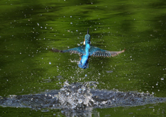 ダイブ　５/１２❸