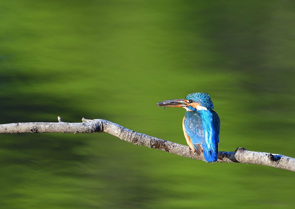 魚を・・・・　４/２４❸