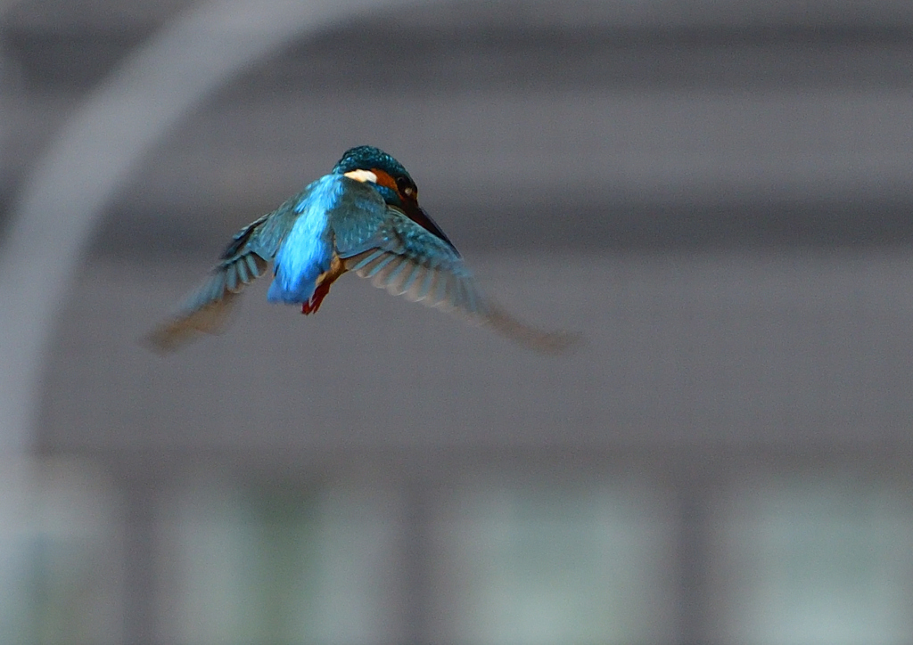 ホバ　４/２２❺