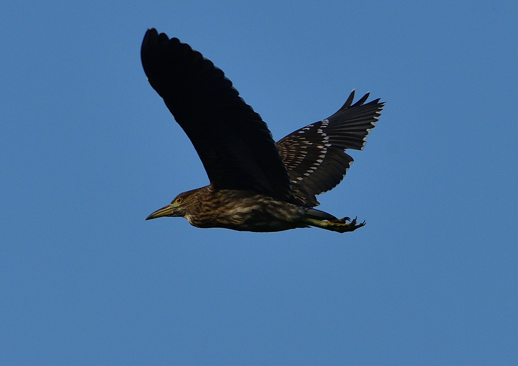 ホシゴイ　９/２１❶