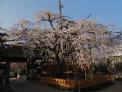 しだれ桜　３/１９❶