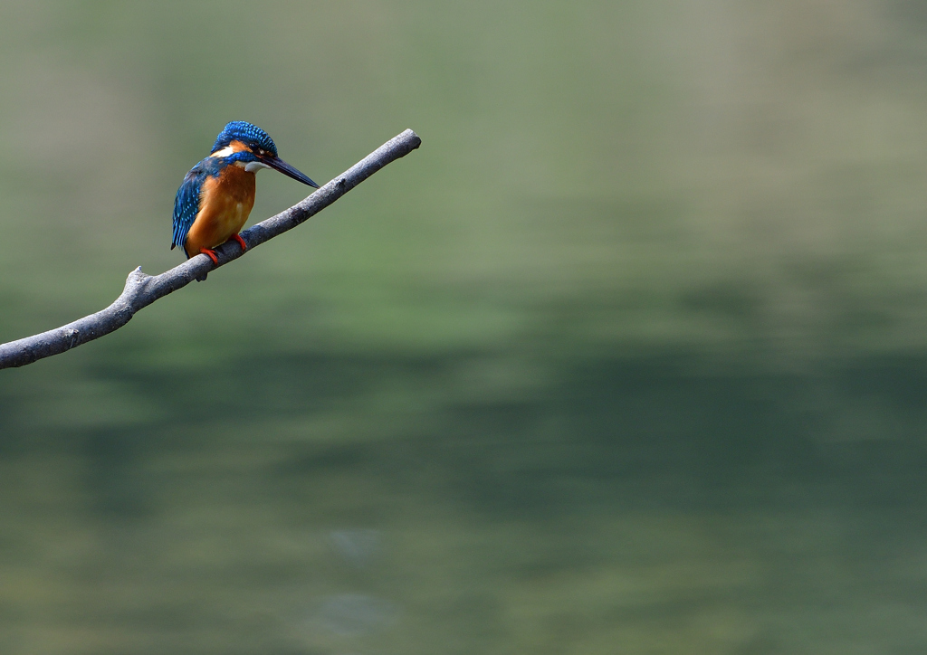 止まり木　４/３