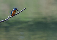 止まり木　４/３