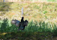 キジ　５/１３❶