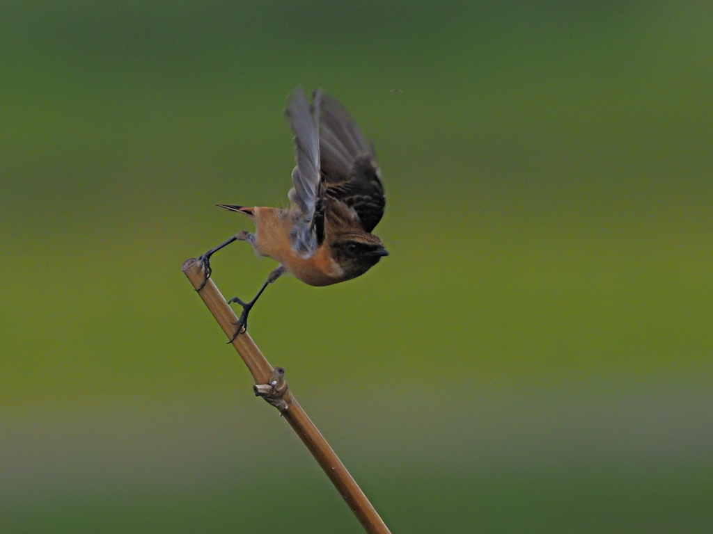 ノビタキ　１０/１２➍