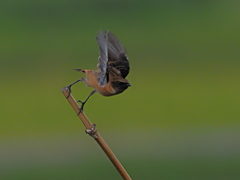 ノビタキ　１０/１２➍