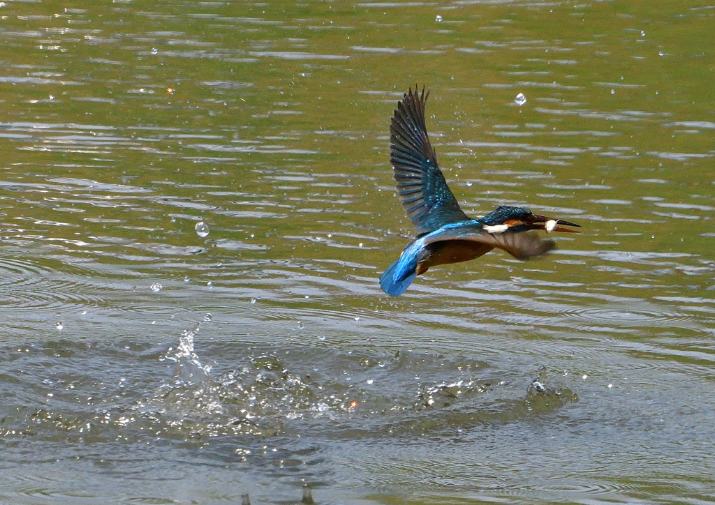 魚を・・・・　４/２７❹