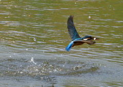 魚を・・・・　４/２７❹