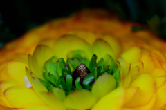 Flower❷