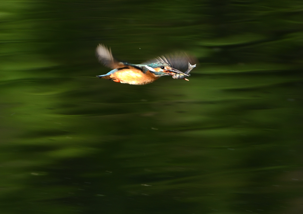 魚を・・・・　５/３０❶