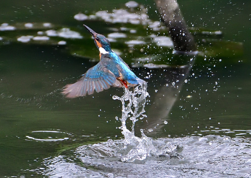 いつもの公園　７/１９②