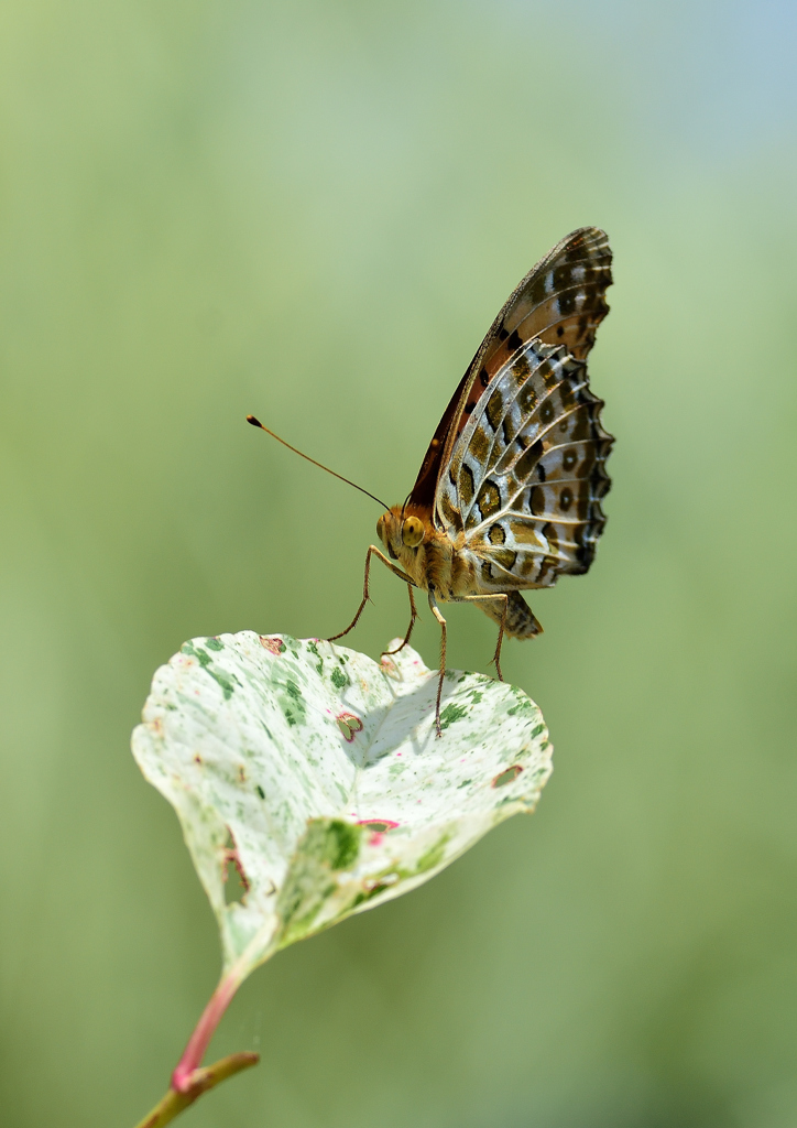 ヒョウモンチョウ❷