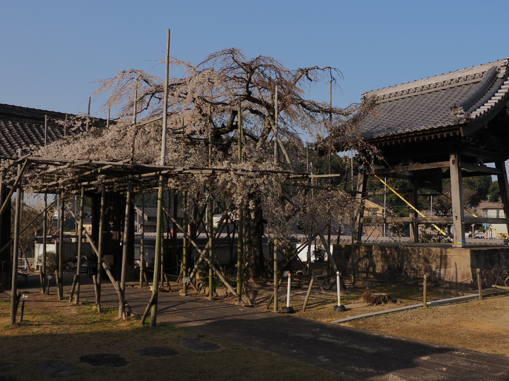 しだれ桜　３/１９❷