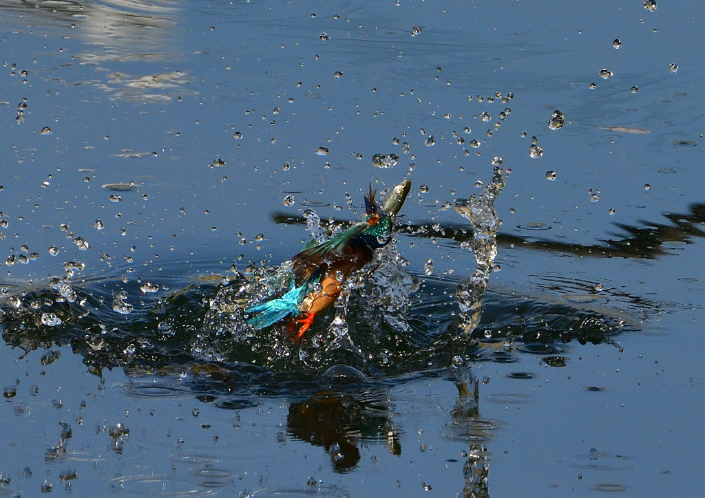 いつもの公園　６/５❸