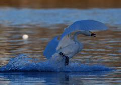 コハクチョウ　１/２０❹