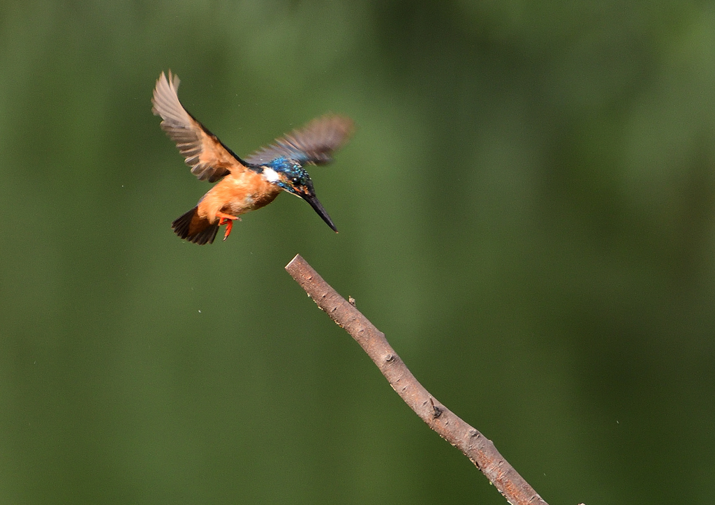 止まり木　７/２３❶