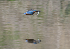 魚を・・・・４/１３❹