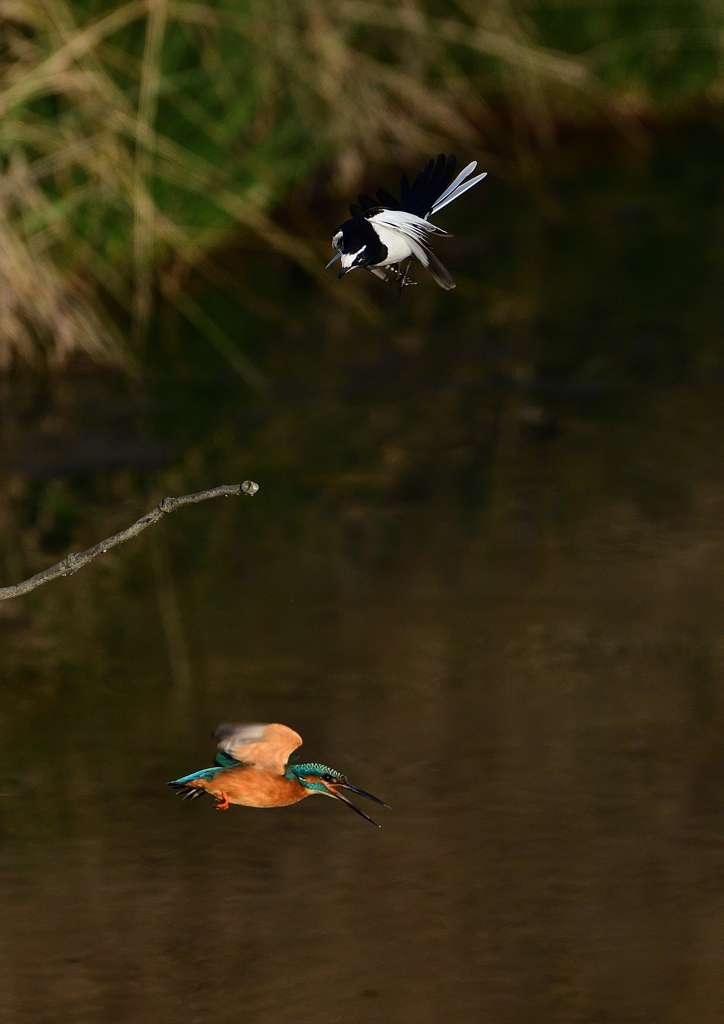 セグロセキレイが・・・・・❻