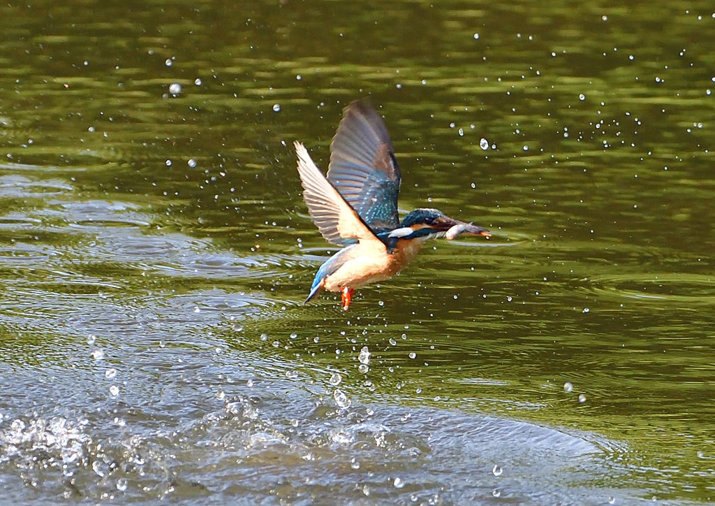 魚を・・・・・・　５/５❷