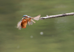 止まり木へ　９/２２