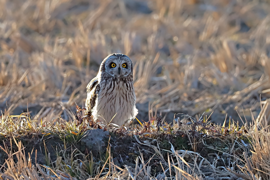 コミミズク　２/１❸