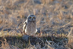 コミミズク　２/１❸