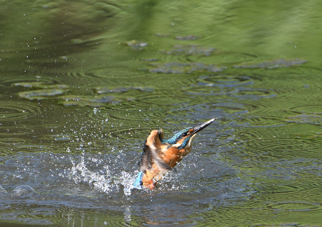 水浴び　９/３❺