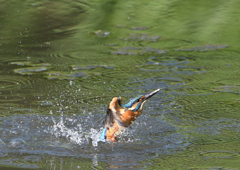 水浴び　９/３❺