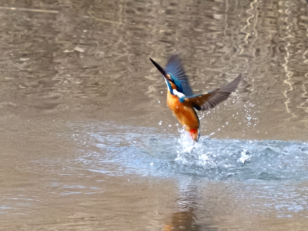いつもの公園　２/１６❸