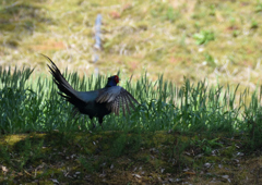 キジ　５/１３❷