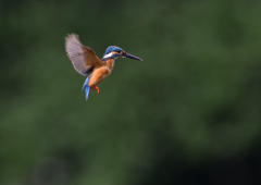 ホバリング　７/１８❸