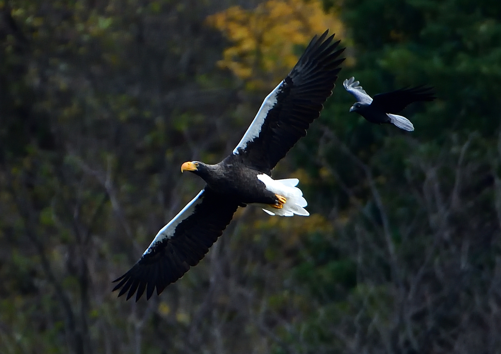 カラスに追われるオオワシ　１１/２８❷