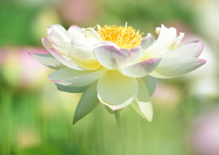 ハスの花　６/２１❶