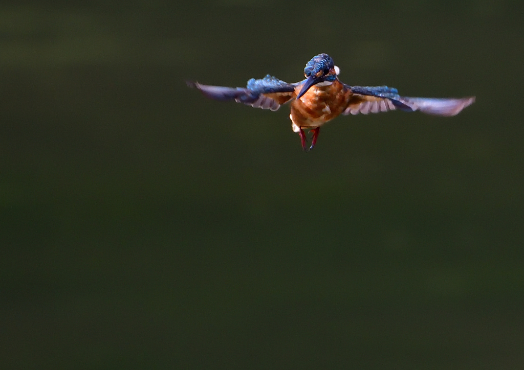 いつもの公園で　2回目のホバリング　９/１９❷