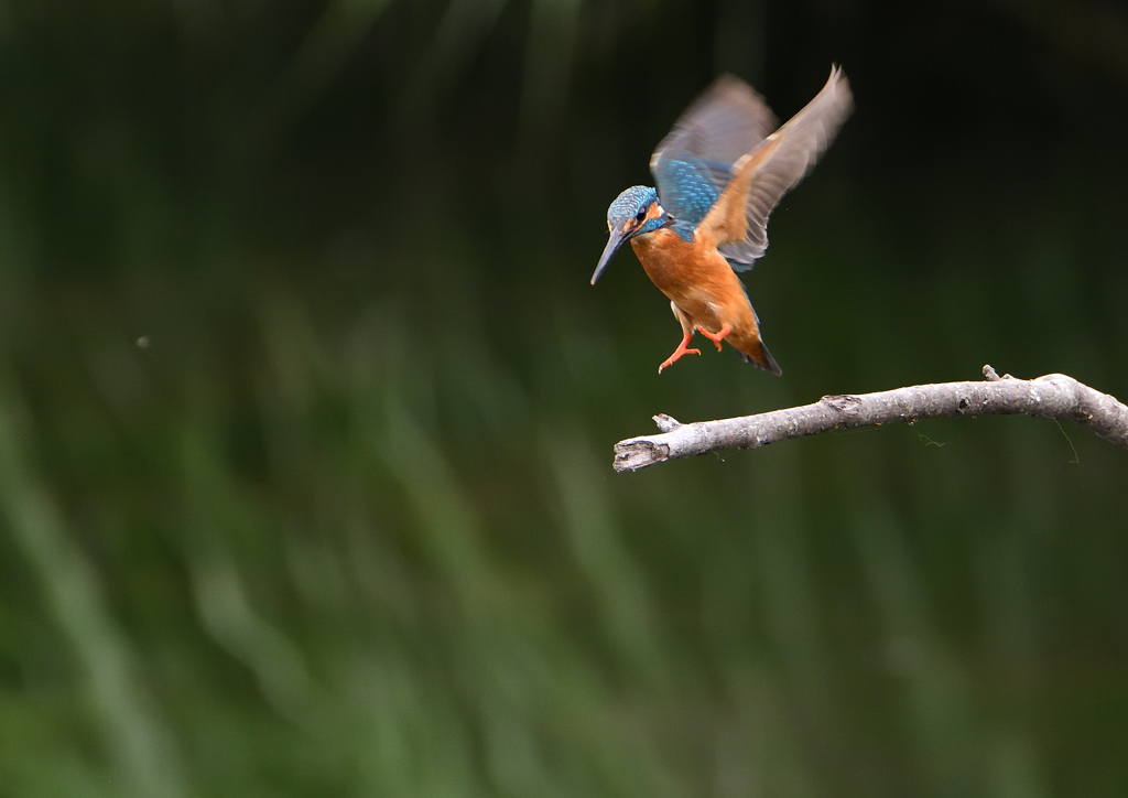 今日のカワセミ❾