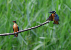 いつもの公園　７/２１⑦