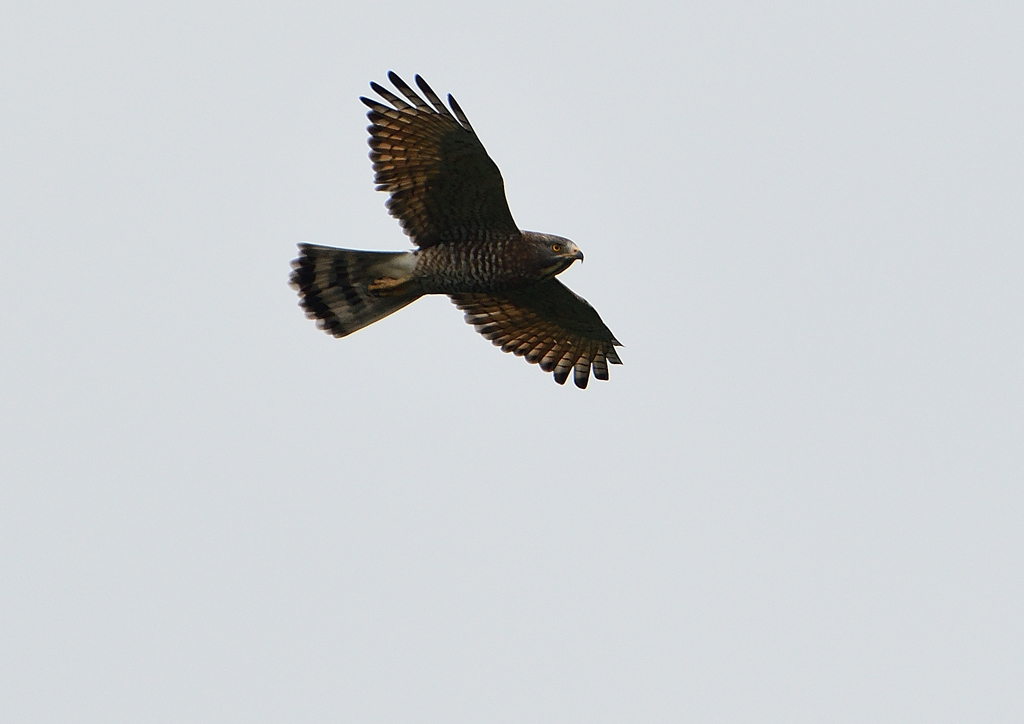 サシバの飛翔　９/２７❻