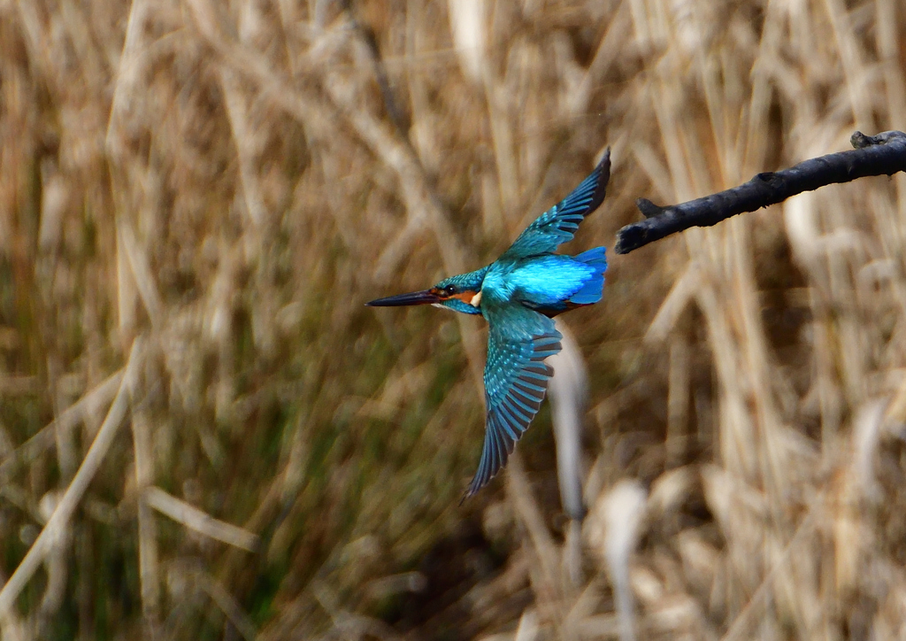 止まり木　２/２７❹