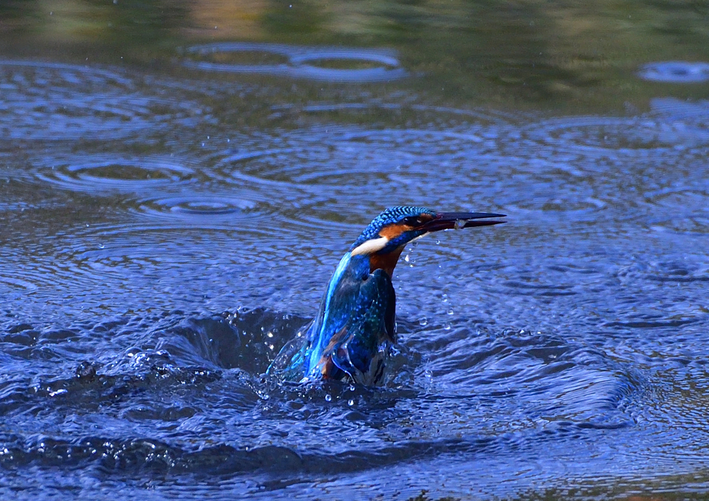 いつもの公園で　１１/３０❺