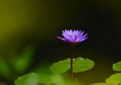 スイレン　８/２７