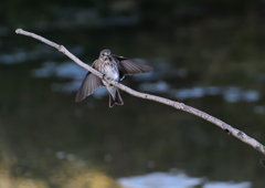 エゾビタキ　②