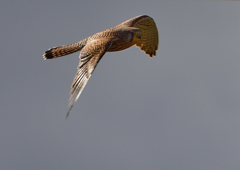 チョウゲンボウ　１２/１６❷