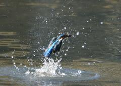 水飛沫　１１/８❶