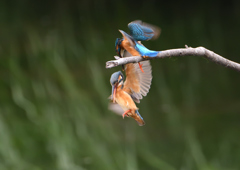 今日のカワセミ⓭