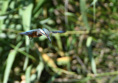 今日のカワセミ　６/１７❽
