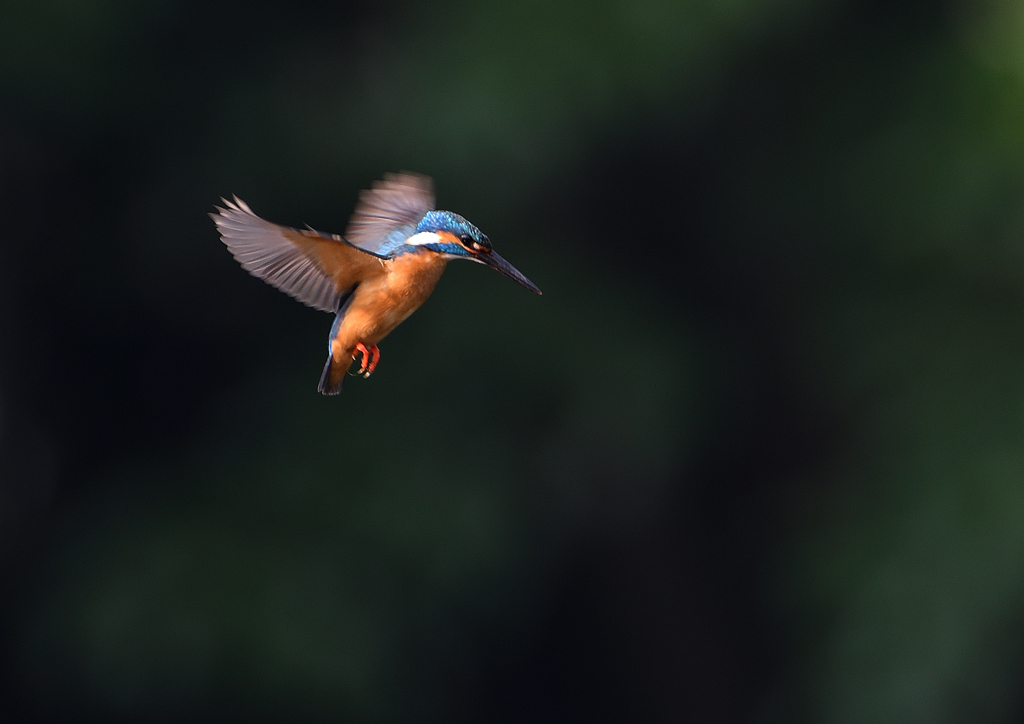 ホバリング　６/２０❷