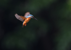 ホバリング　６/２０❷