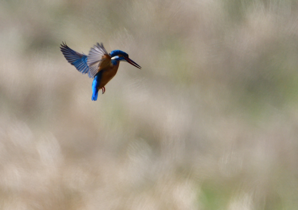 ホバ　３/１９⓬